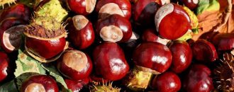 eventi-castagne-seren